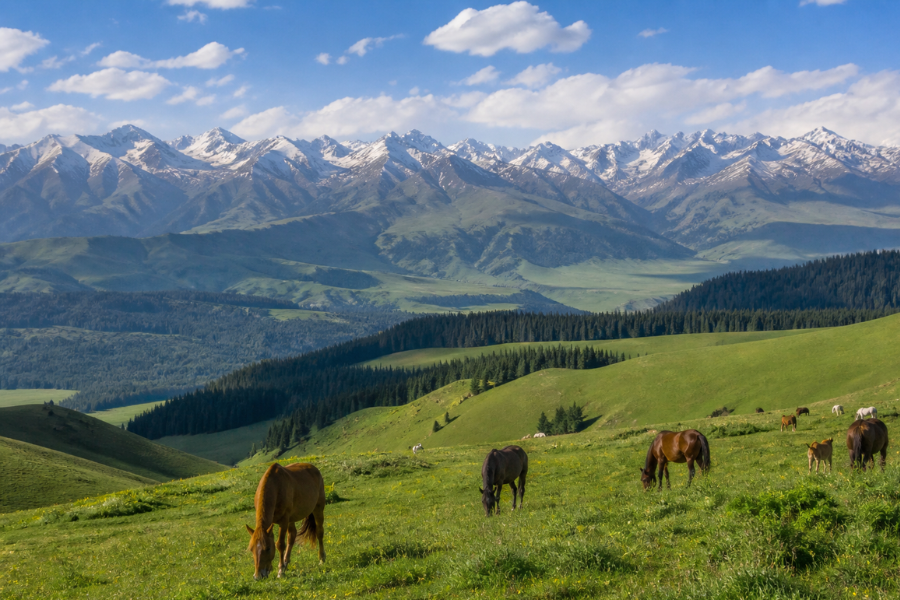 Narat Grassland travel guide showing Sky Grassland alpine meadow scenery in Xinjiang Narat Grassland travel guide showing Sky Grassland alpine meadow scenery in Xinjiang