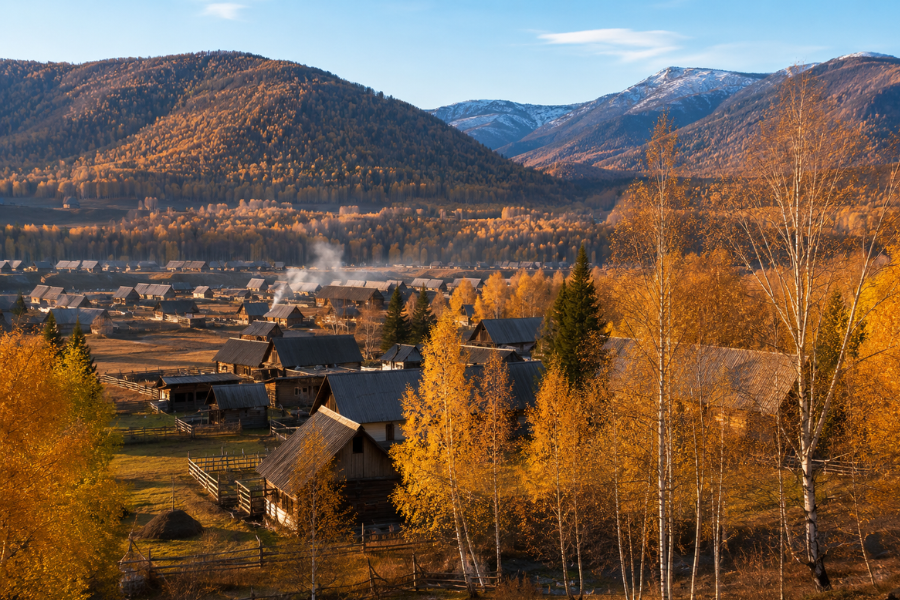 Autumn scenery in Hemu Tuva Village with golden birch forest