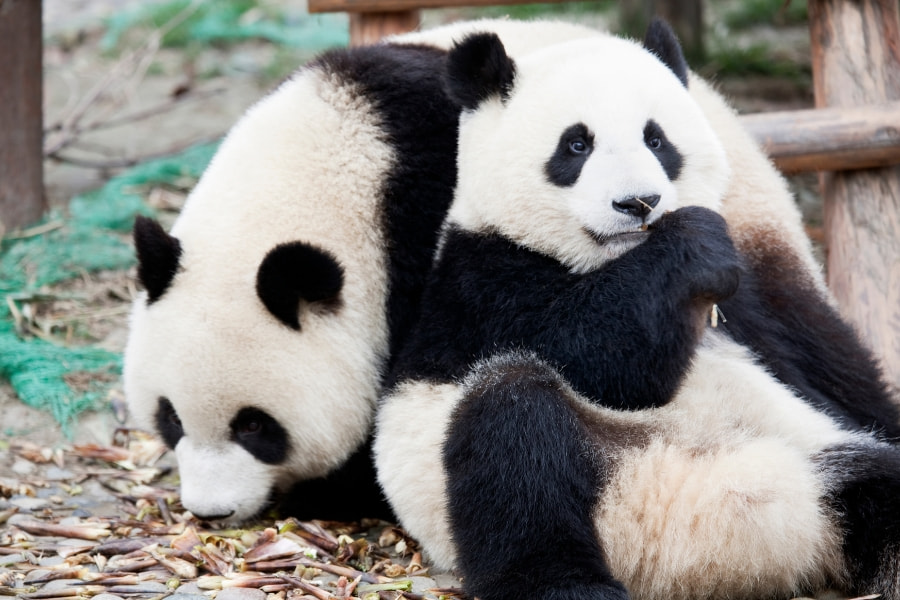Chengdu1.jpg