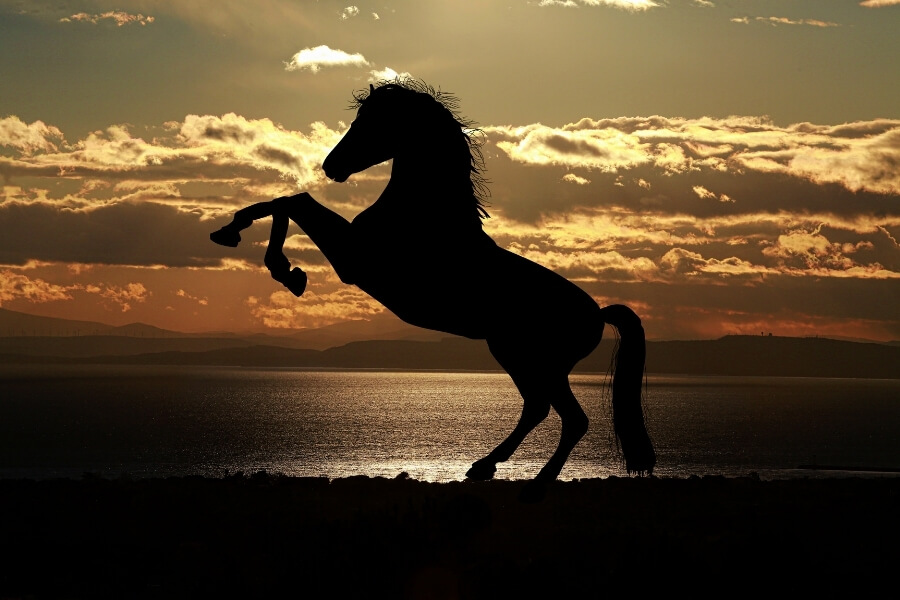 Xinjiang grassland travel experience connected with Horse culture and Silk Road history