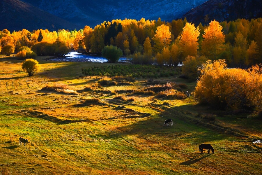 autumn scenery in Kanas during Mid-Autumn travel season