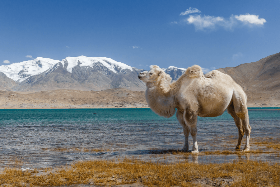 Kashgar and Pamir Plateau itinerary for short Xinjiang trips Kashgar and Pamir Plateau itinerary for short Xinjiang trips